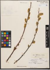 Foto von Salix wallichiana Andersson